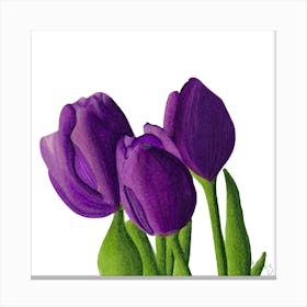 Purple Tulips Canvas Print