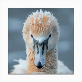 Swan Beak 3 Canvas Print