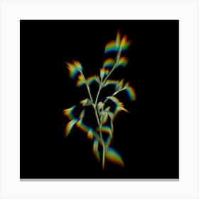 Prism Shift Commelina Africana Botanical Illustration on Black n.0135 Canvas Print