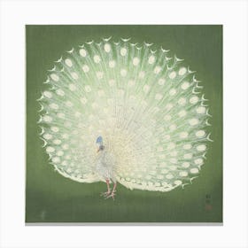 Peacock 1 Canvas Print