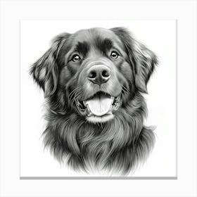 Leonberger Canvas Print