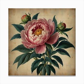 Default Peony 2 Floral Botanical Vintage Poster Flower Canvas 0 Canvas Print