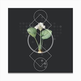 Vintage Cardwell Lily Botanical with Geometric Line Motif and Dot Pattern n.0175 Canvas Print