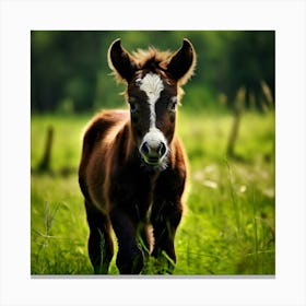 Grass Horse Green Brown Meadow Nature Young Baby Head Mammal Cow Calf Wild Donkey Pony Canvas Print