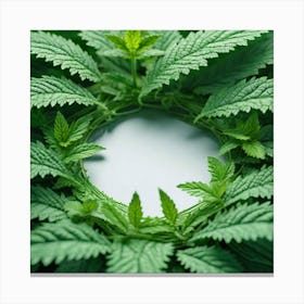 Cannabis Leaf Background Canvas Print