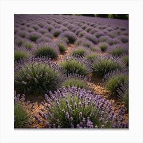 Lavender Field In France Canvas Print