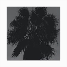Palm Tree Close Up Square Photo Photography Black And White Gray Grey Nature Bedroom Living Room Canvas Print
