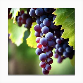 Grapes On The Vine 38 Canvas Print