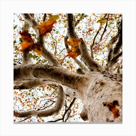 Autumn Tree And Leaves  Colour Nature Photography Square Canvas Print