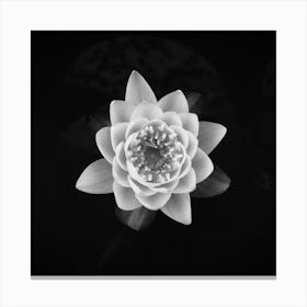 White Waterlily // Flower & Nature Photography Canvas Print
