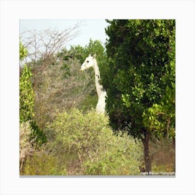 Giraffe Albinism Canvas Print