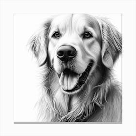 Golden Retriever portrait in charcoal drawing Canvas Print