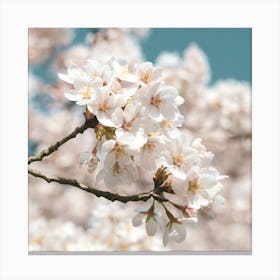 Soft cherry blossom in spring - white flowers - nature and travel photography by Christa Stroo Canvas Print