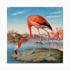 American Flamingo 4 Canvas Print