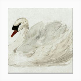 Swan Canvas Print