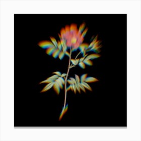 Prism Shift Rosa Redutea Glauca Botanical Illustration on Black n.0285 Canvas Print