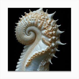 Nautilus Shell Canvas Print