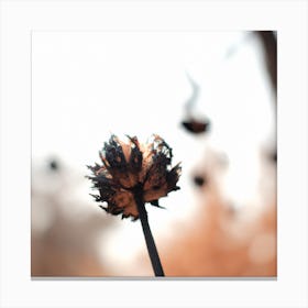 Dandelion Canvas Print