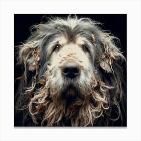 Old Dog 010 Canvas Print