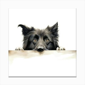 Border Collie 4 Canvas Print