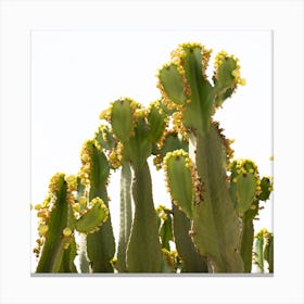 Cactus starting to bloom Canvas Print