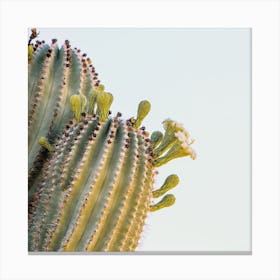 Saguaro Cactus Blooms Canvas Print