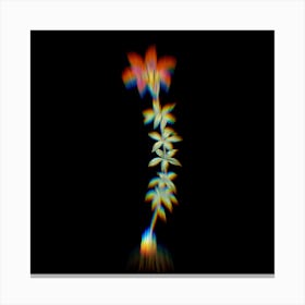 Prism Shift Wood Lily Botanical Illustration on Black Canvas Print