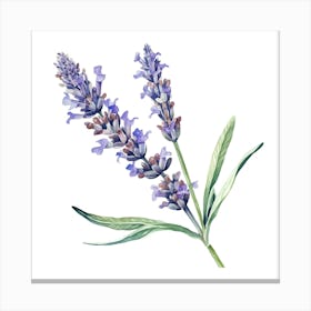 Lavender Flower Watercolor Illustration 3 Canvas Print