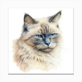 Dwelf Cat Portrait 3 Canvas Print