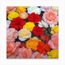 Carnations 4 Canvas Print