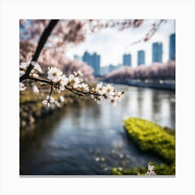 Cherry Blossoms By The River Canvas Print