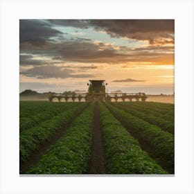 Sunset In The Field Canvas Print