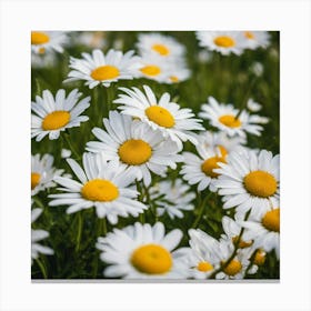 Daisy Field 3 Canvas Print