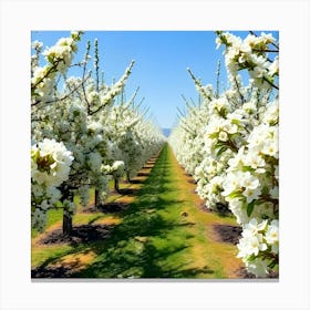 White Blossoms In An Orchard Canvas Print