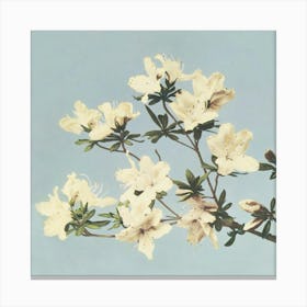 Azaleas 1 Canvas Print