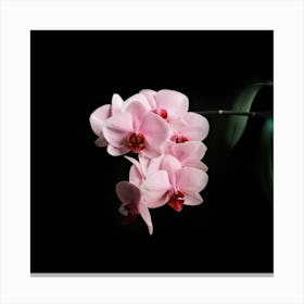 Blooming Orchid // Nature Photography Canvas Print