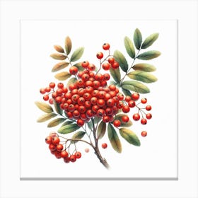 Rowan berries 6 Canvas Print