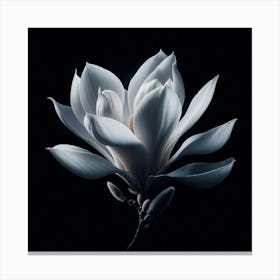 White Magnolia Flower on Black Background Canvas Print
