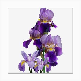 Irises Flower Plant Gardening Gardener Lover Tennessee Canvas Print