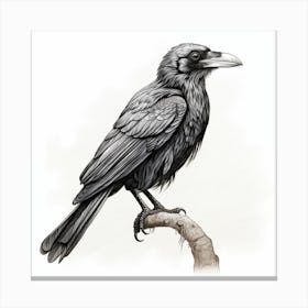 Raven 1 Canvas Print