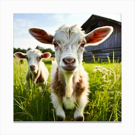 Grass Dairy Head Cattle Day Country Standing Rural Goat Farm Cute White Nature Field E (3) Canvas Print