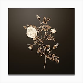 Gold Botanical Silver Flowered Hispid Rose on Chocolate Brown n.3718 Canvas Print