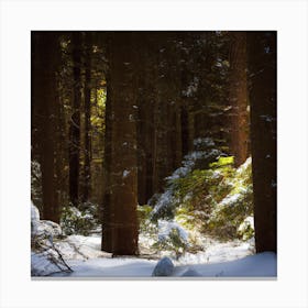 Snowy Forest 1 Canvas Print