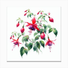 Flowers of Fuchsia 1 Canvas Print