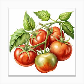 Realistic Watercolor Painting Of Tomatoes Canvas Print