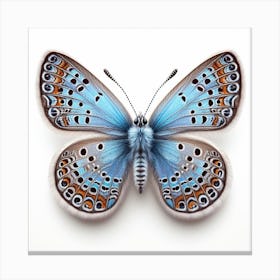 Butterfly of Heteropterys morpheus 2 Canvas Print