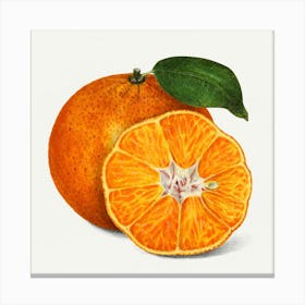 Tangerine 1 Canvas Print