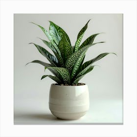 Realistic snake plant potted Canvas Print