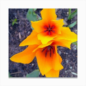 Orange Tulips Canvas Print