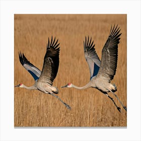 Sandhill Cranes In Flight 4 Canvas Print